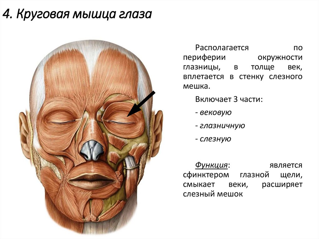 4. Круговая мышца глаза