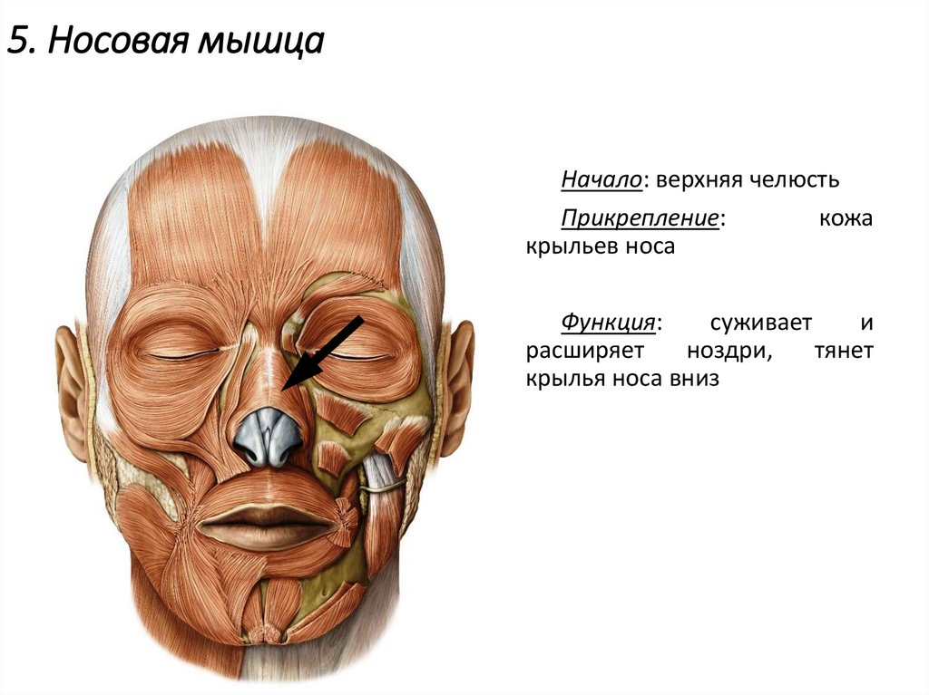 5. Носовая мышца