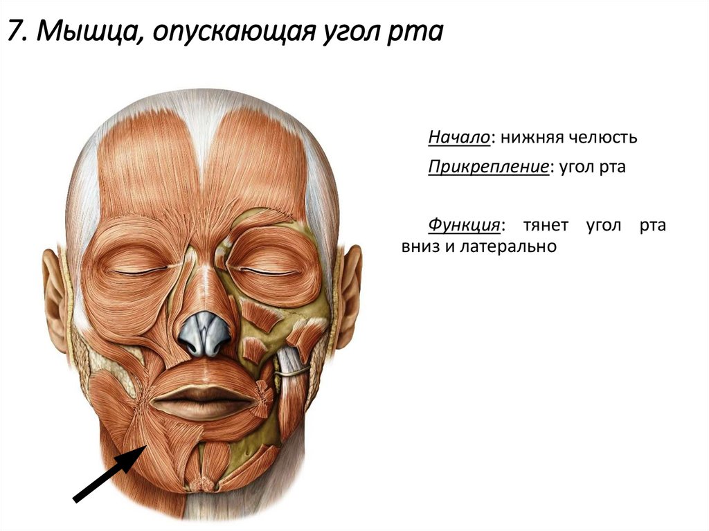 7. Мышца, опускающая угол рта