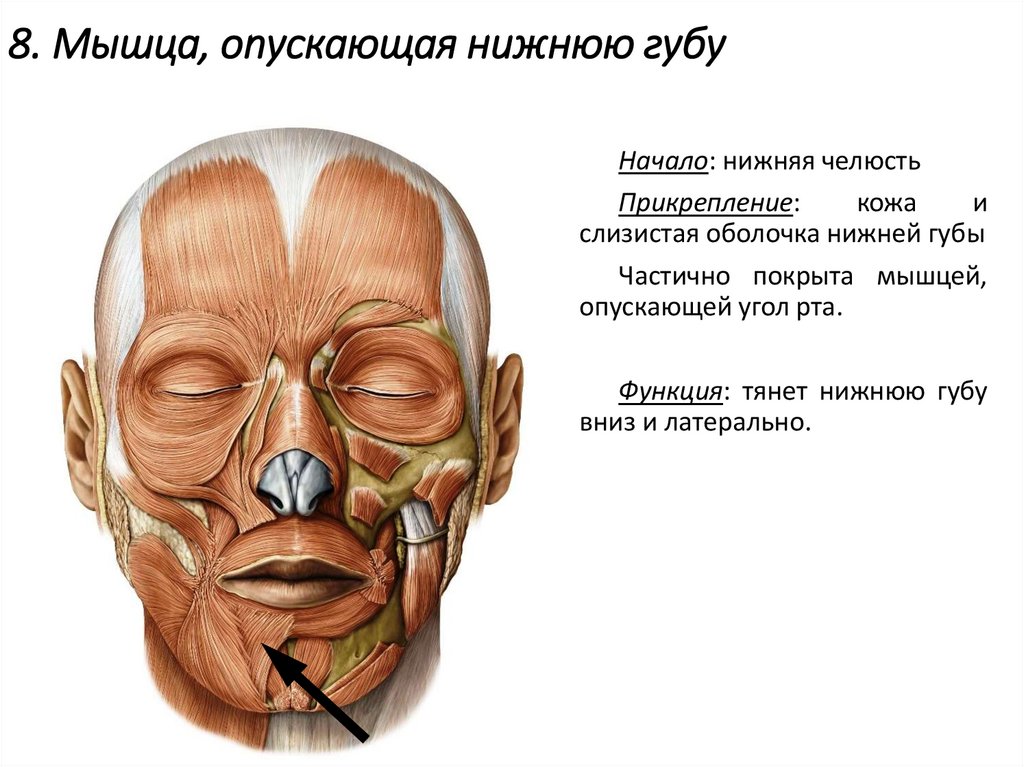 8. Мышца, опускающая нижнюю губу