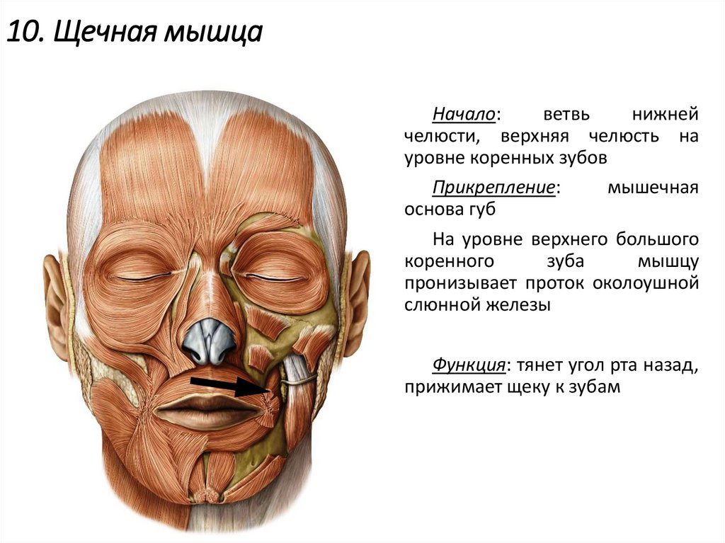 10. Щечная мышца