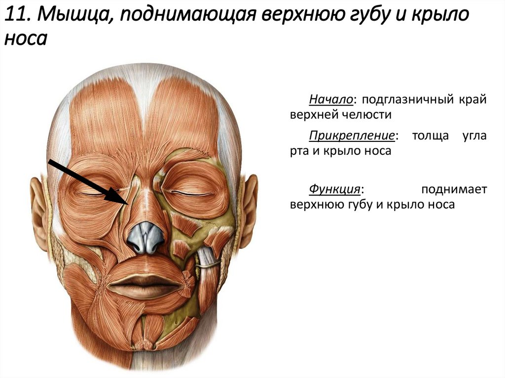 11. Мышца, поднимающая верхнюю губу и крыло носа
