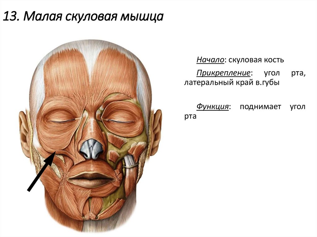 13. Малая скуловая мышца