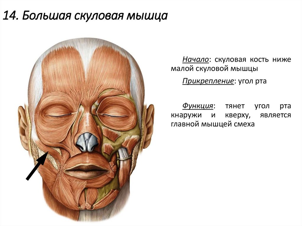14. Большая скуловая мышца