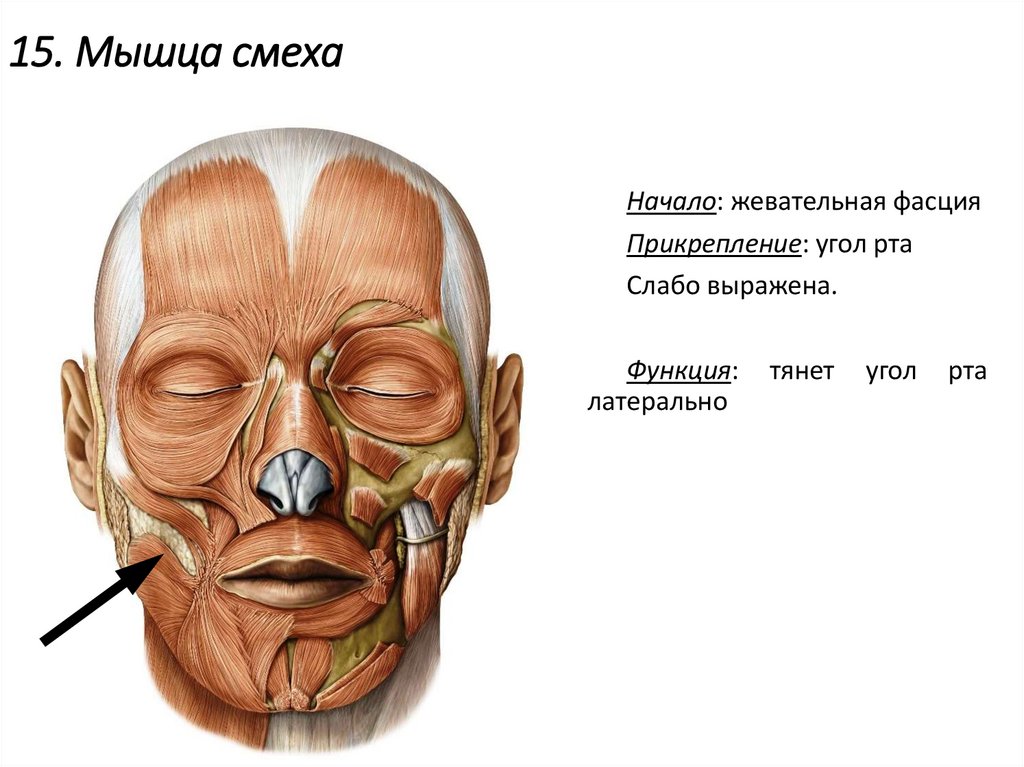15. Мышца смеха