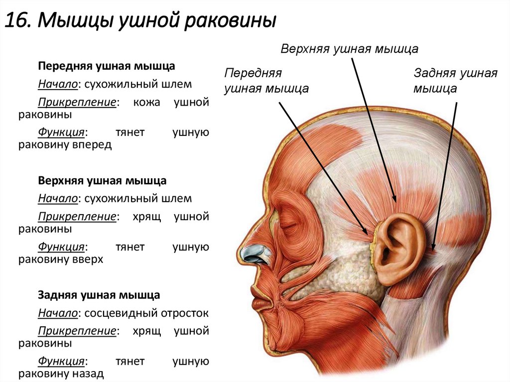 16. Мышцы ушной раковины