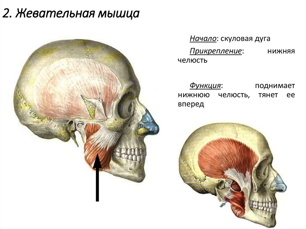 2. Жевательная мышца