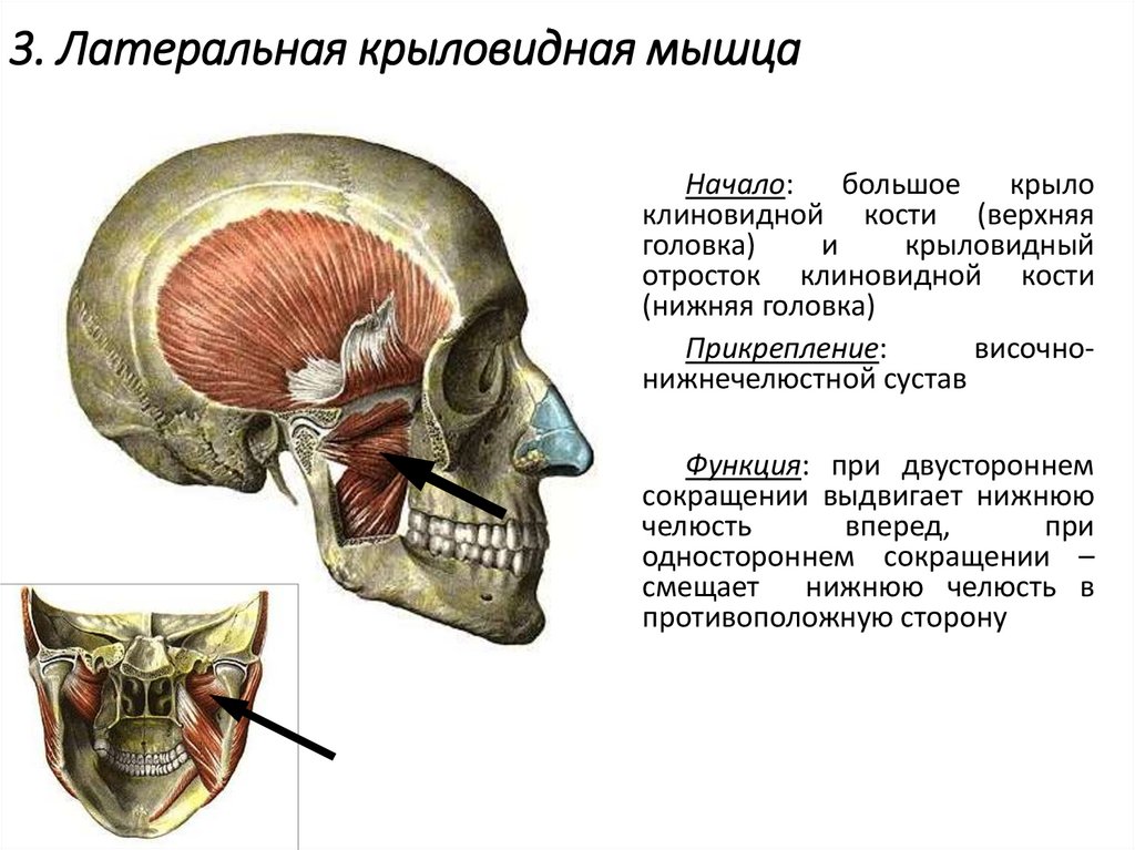 3. Латеральная крыловидная мышца