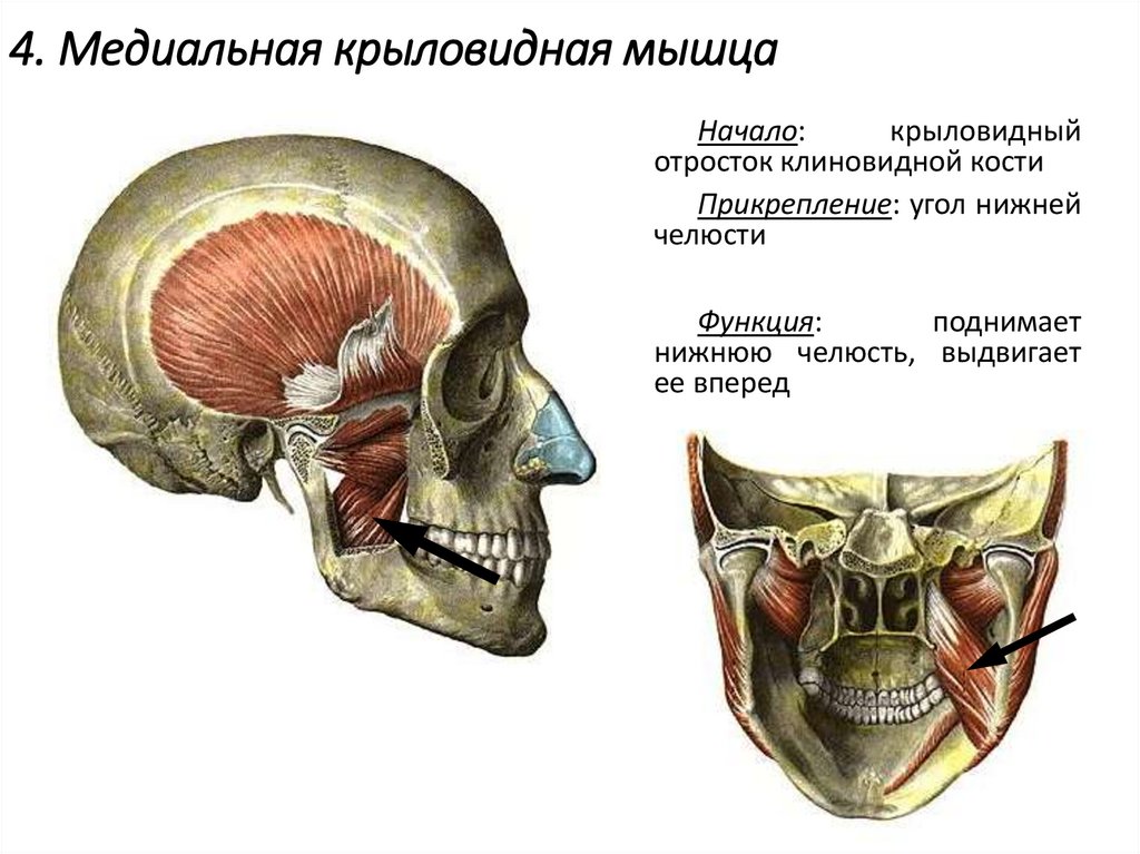 4. Медиальная крыловидная мышца
