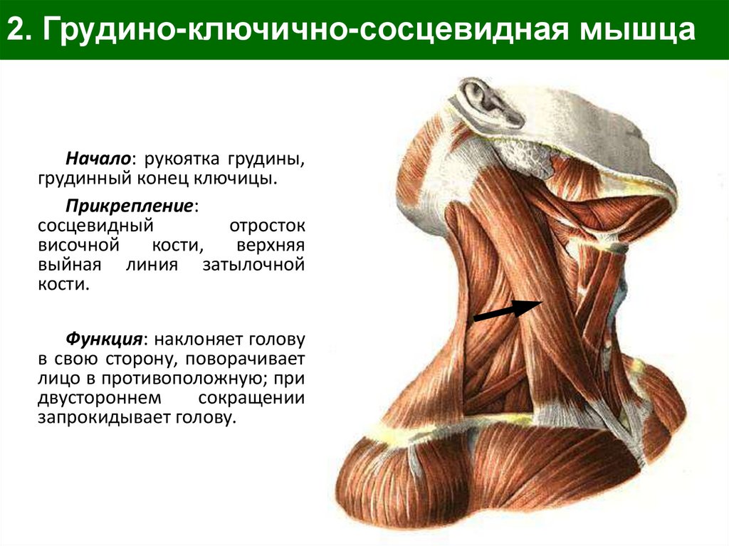 2. Грудино-ключично-сосцевидная мышца