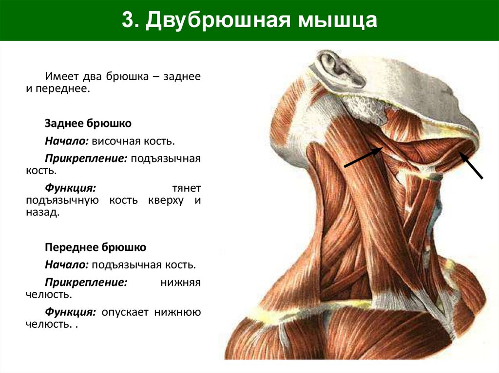 3. Двубрюшная мышца