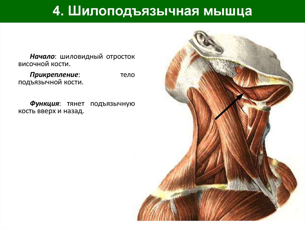 4. Шилоподъязычная мышца