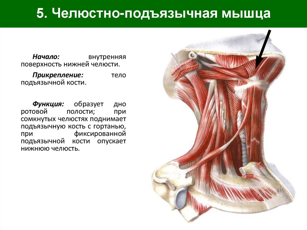 5. Челюстно-подъязычная мышца