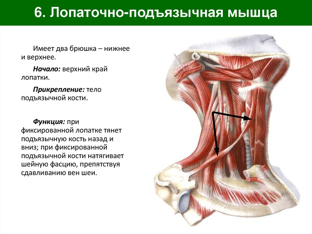6. Лопаточно-подъязычная мышца