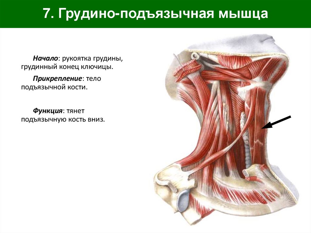 7. Грудино-подъязычная мышца
