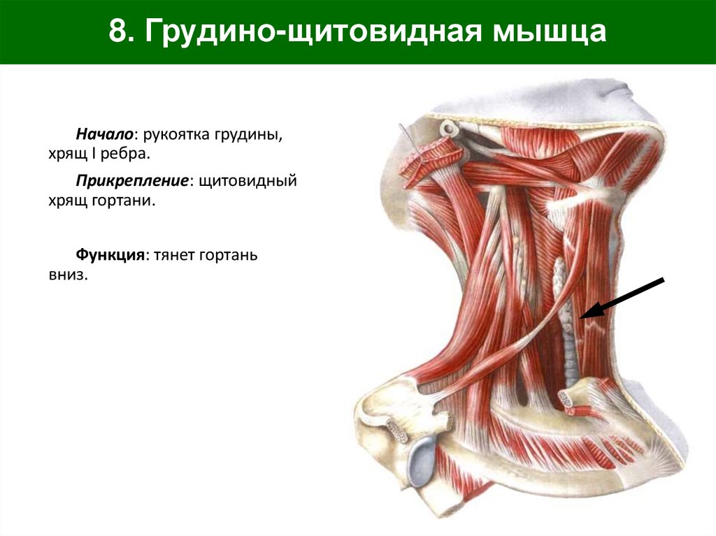 8. Грудино-щитовидная мышца