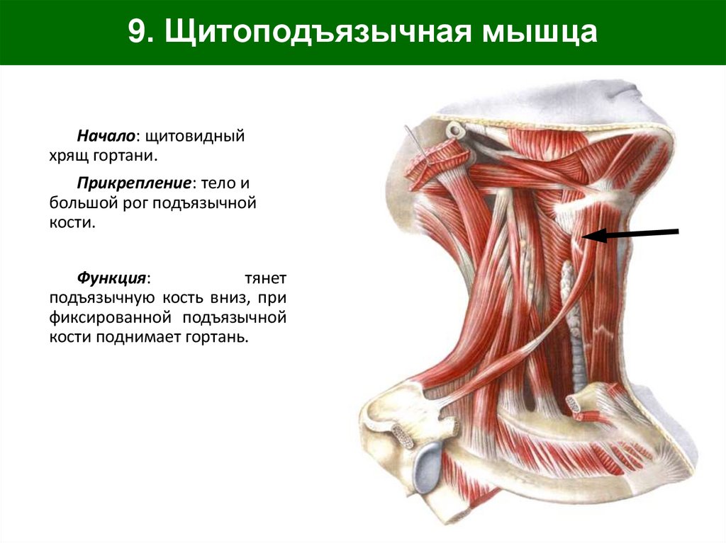 9. Щитоподъязычная мышца