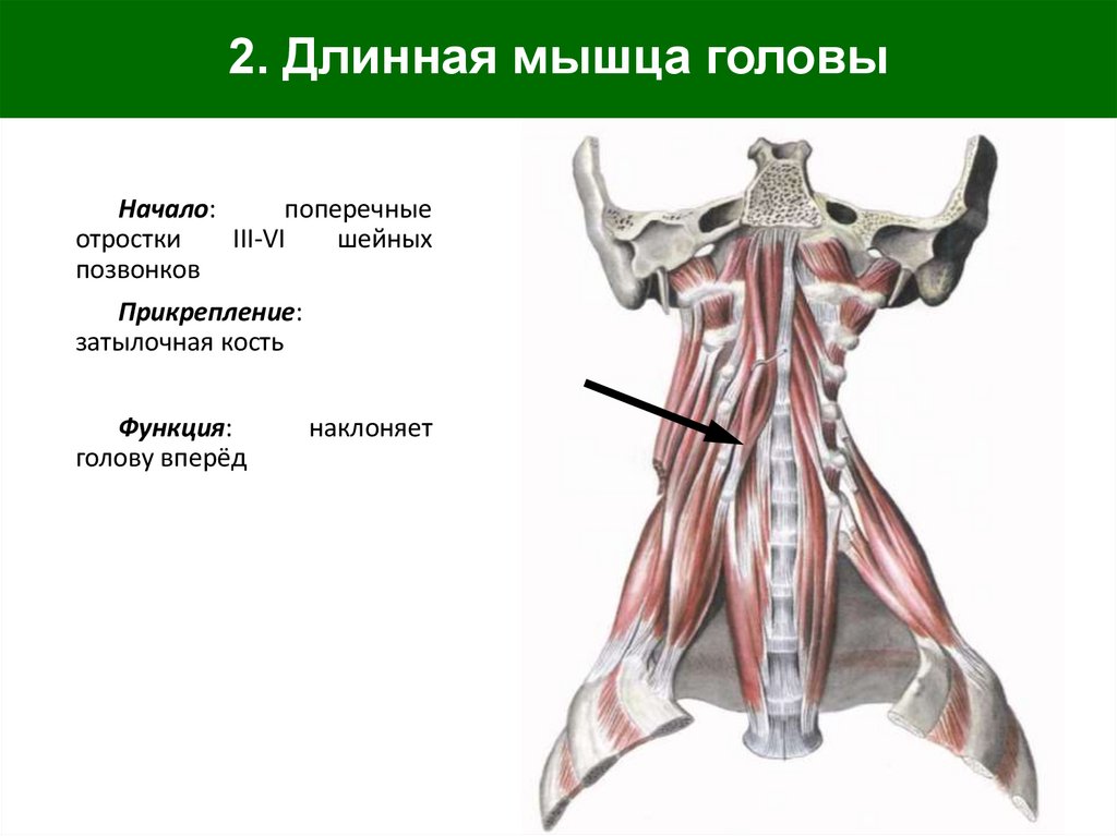 2. Длинная мышца головы