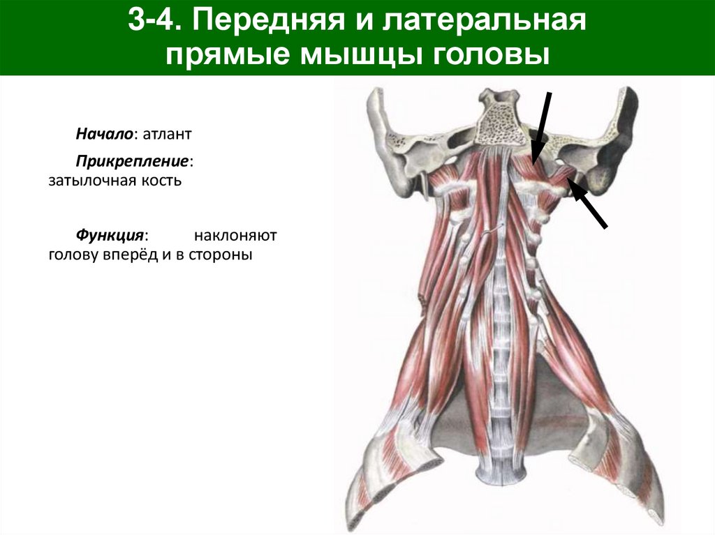 3-4. Передняя и латеральная прямые мышцы головы