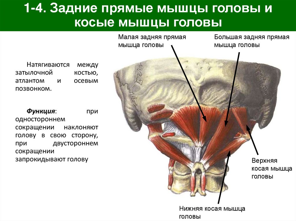 1-4. Задние прямые мышцы головы и косые мышцы головы