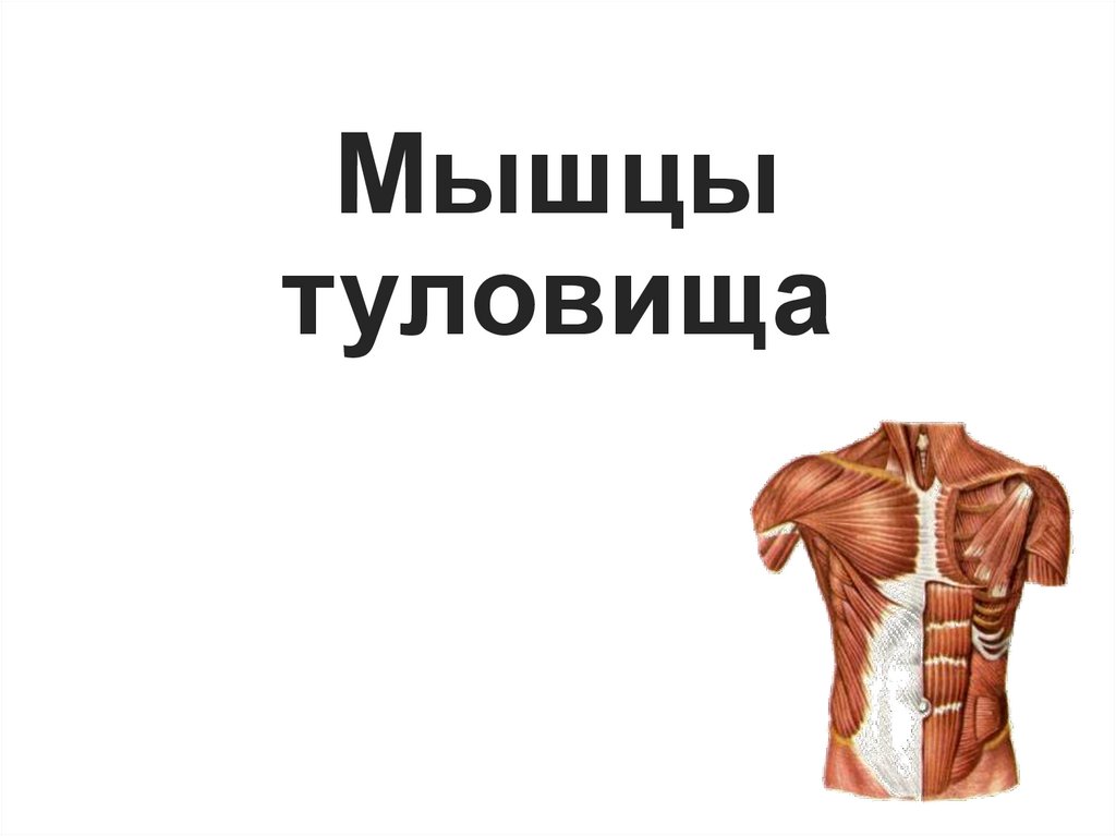 Мышцы туловища