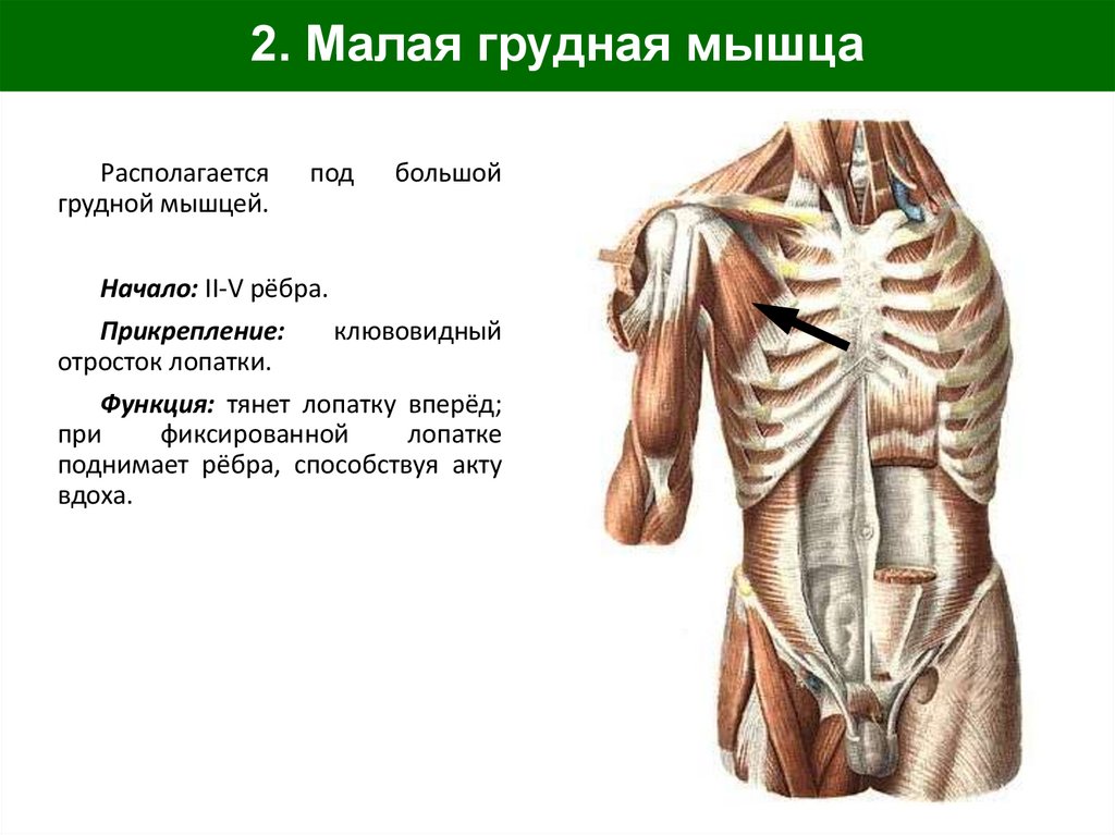 2. Малая грудная мышца