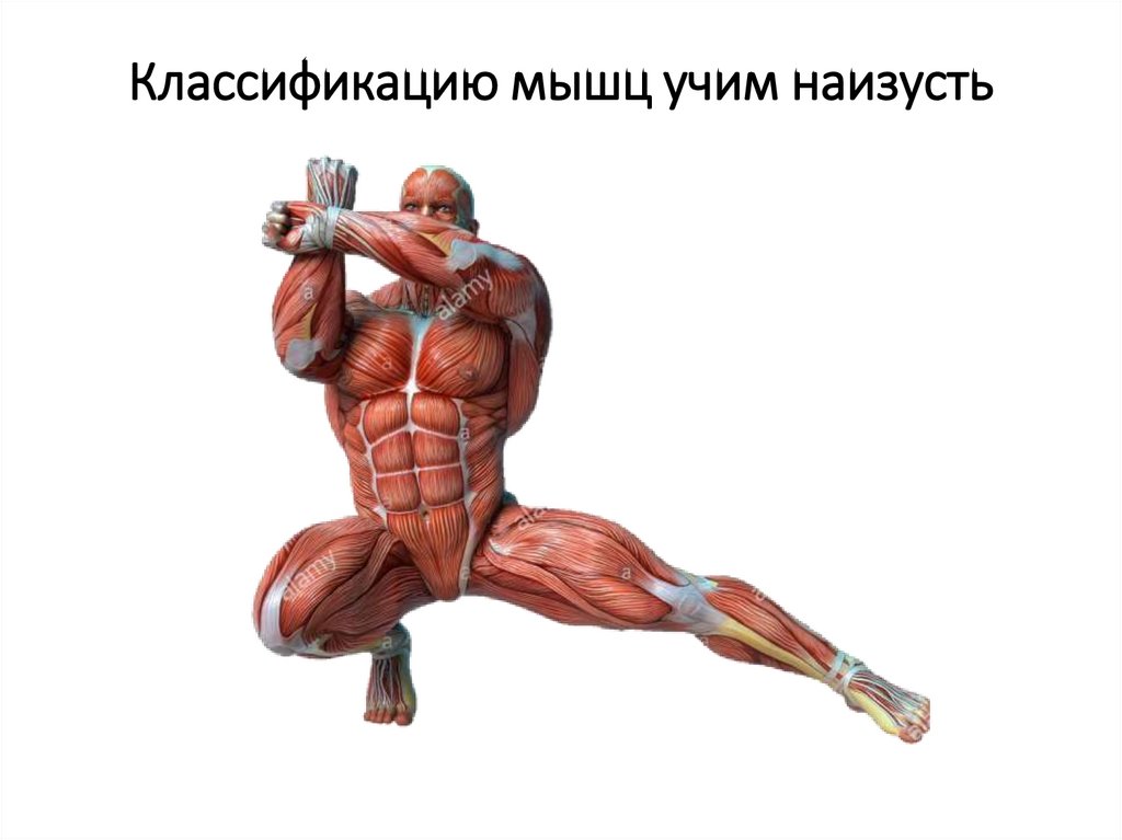 Классификацию мышц учим наизусть