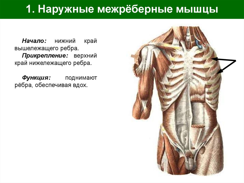 1. Наружные межрёберные мышцы