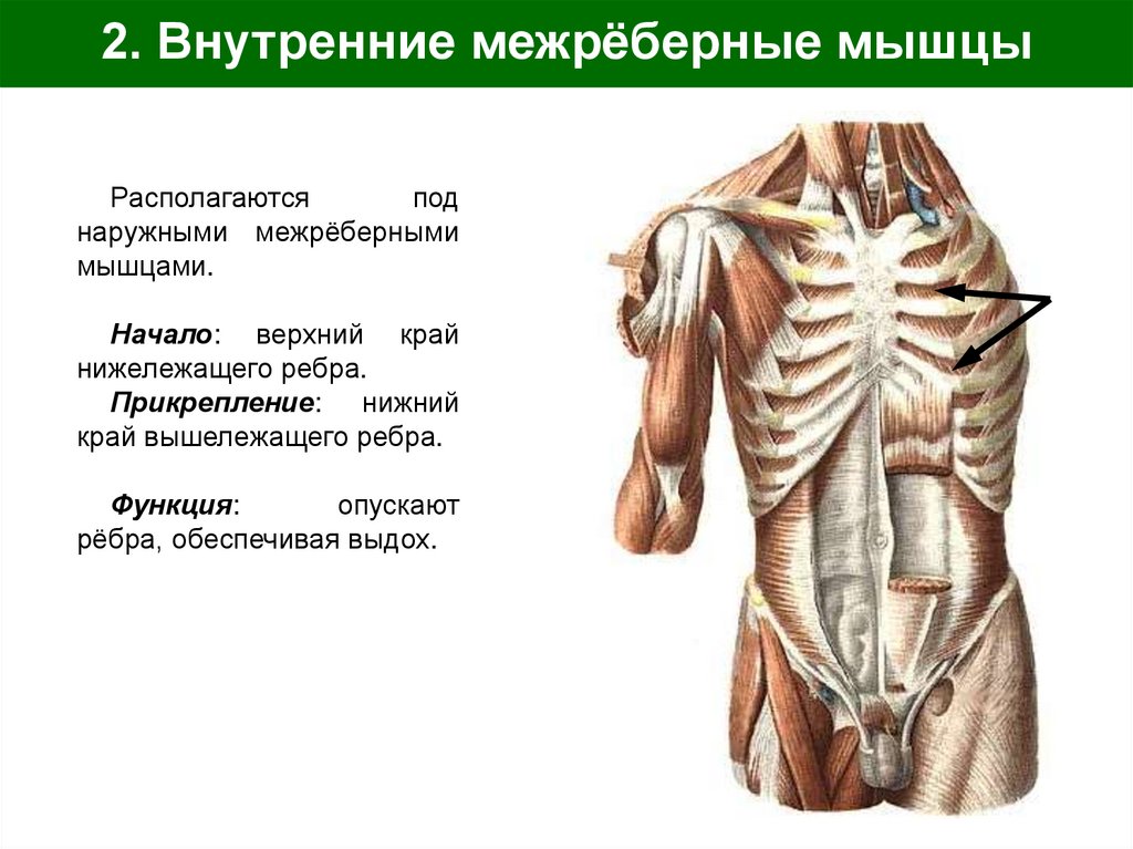 2. Внутренние межрёберные мышцы