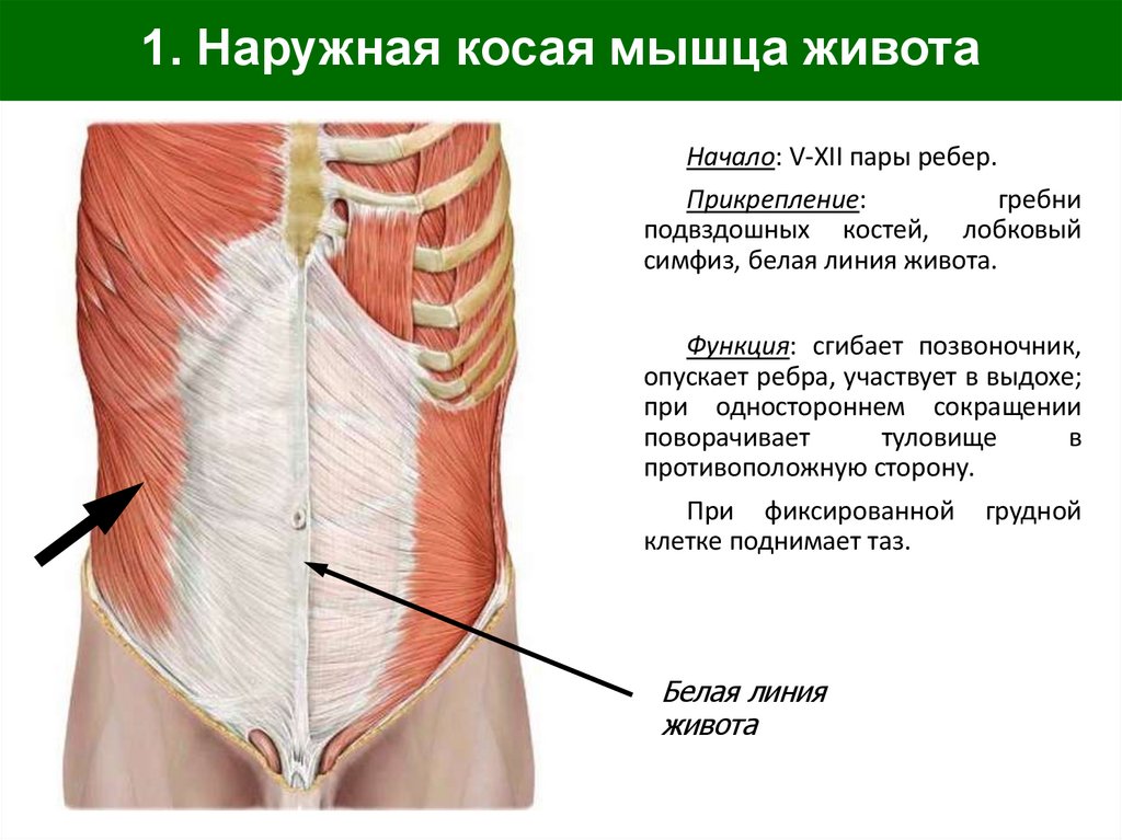 1. Наружная косая мышца живота