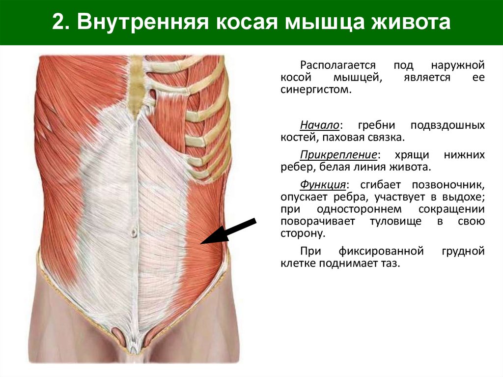 2. Внутренняя косая мышца живота