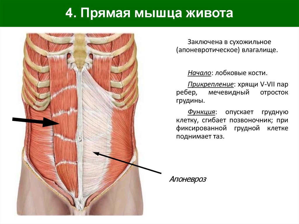 4. Прямая мышца живота