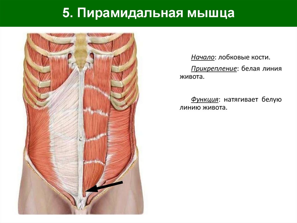 5. Пирамидальная мышца