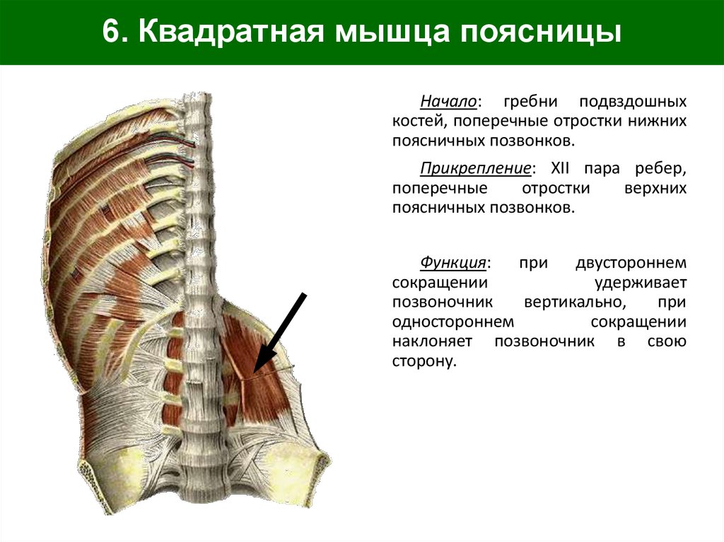 6. Квадратная мышца поясницы