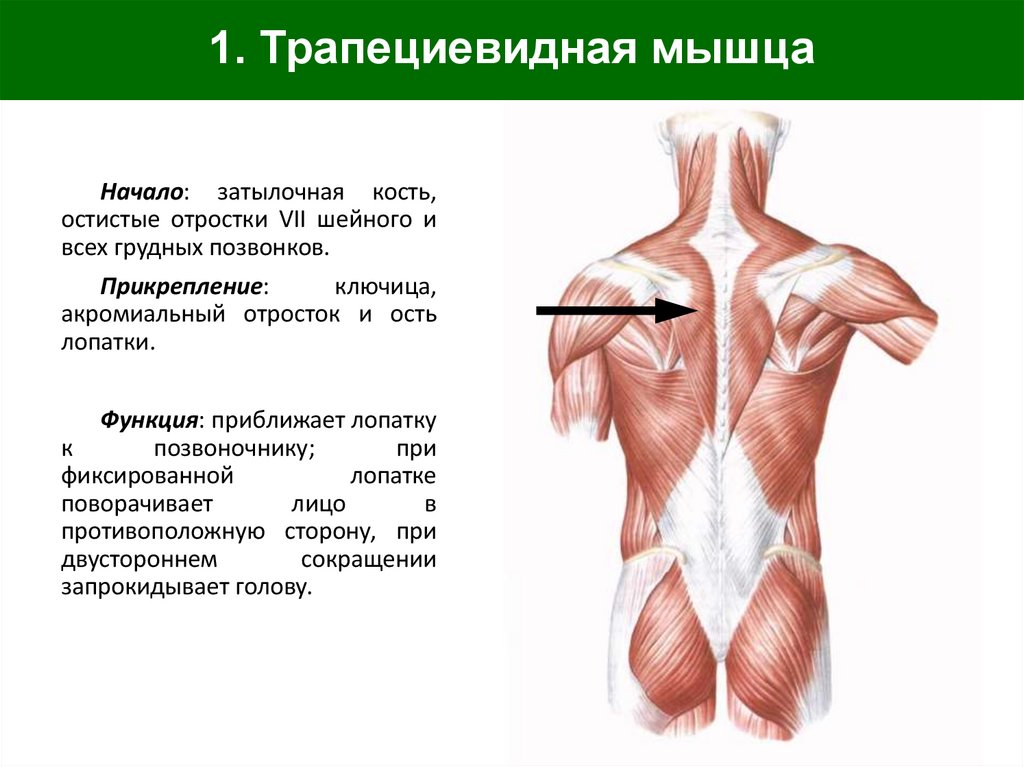 1. Трапециевидная мышца