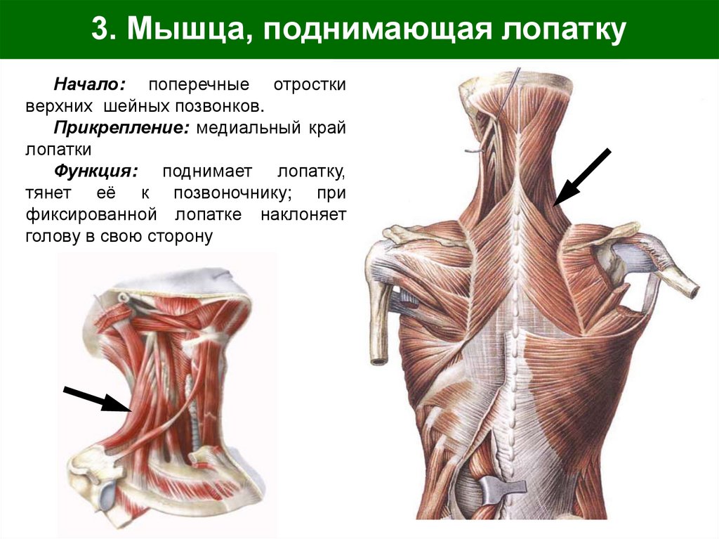3. Мышца, поднимающая лопатку
