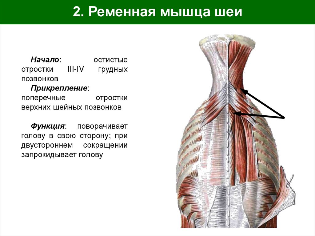 2. Ременная мышца шеи