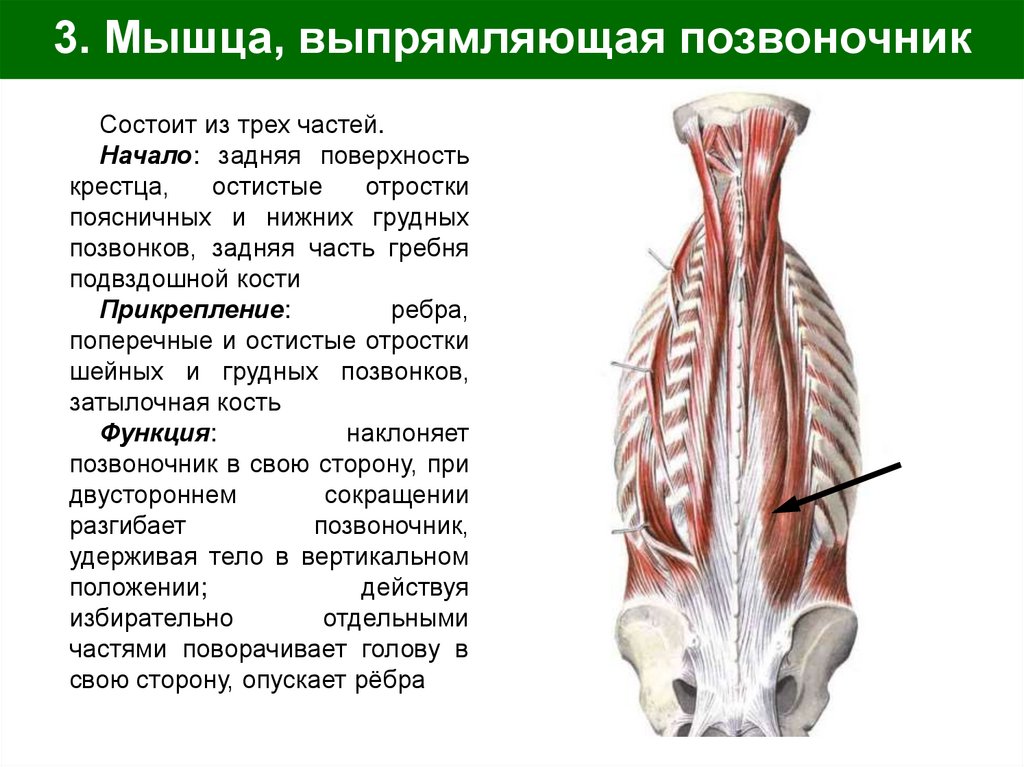 3. Мышца, выпрямляющая позвоночник