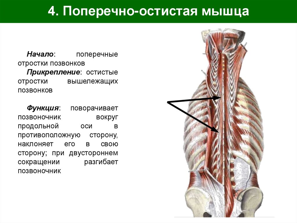 4. Поперечно-остистая мышца