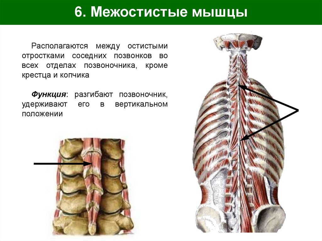 6. Межостистые мышцы