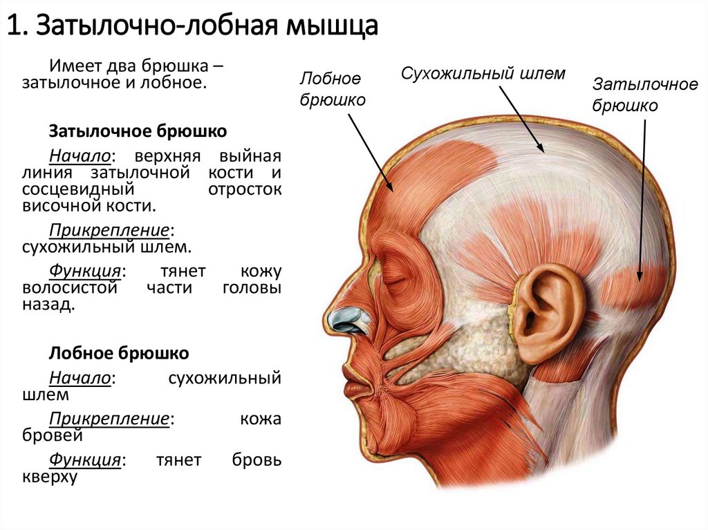 1. Затылочно-лобная мышца