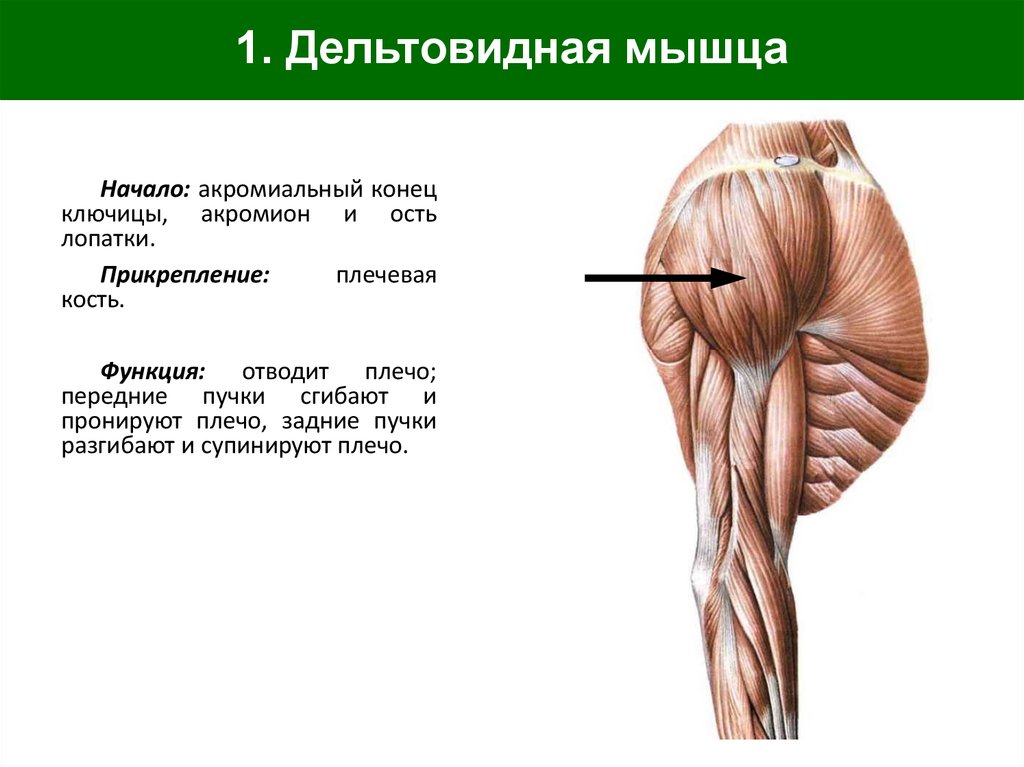 1. Дельтовидная мышца