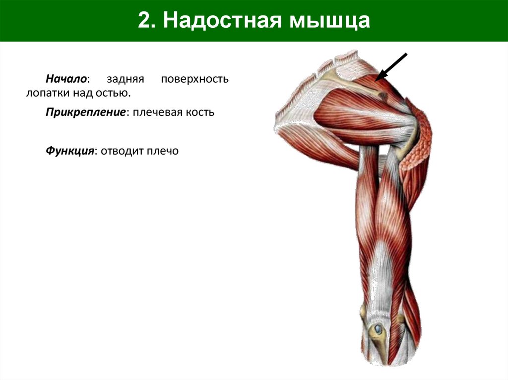 2. Надостная мышца