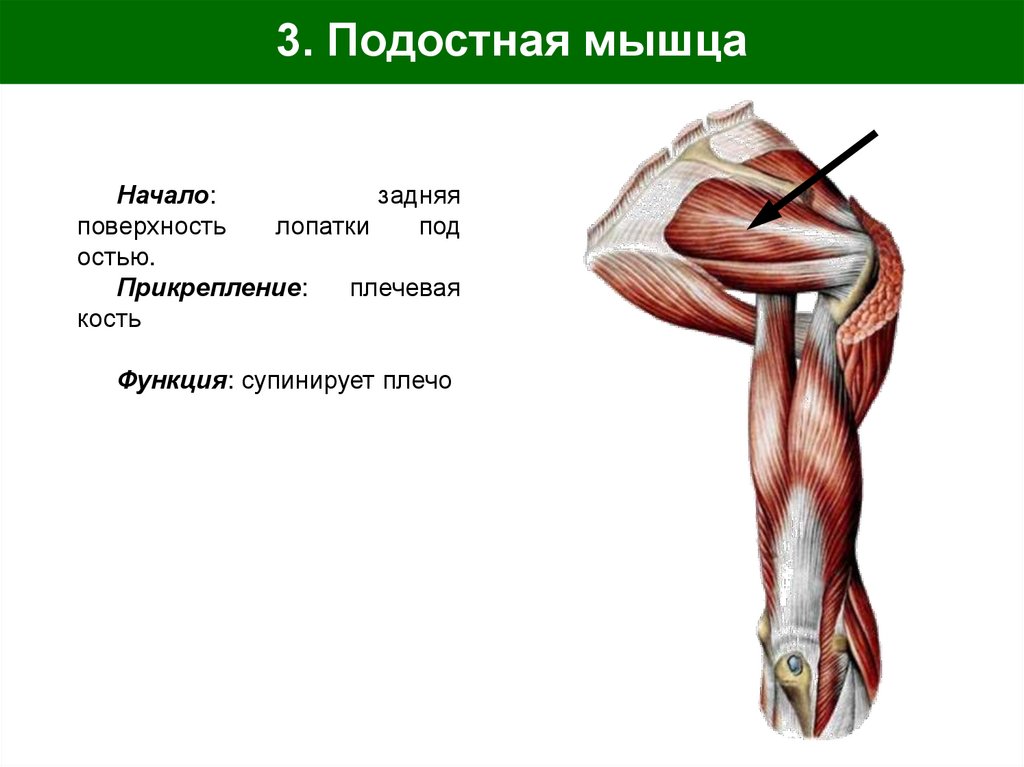 3. Подостная мышца