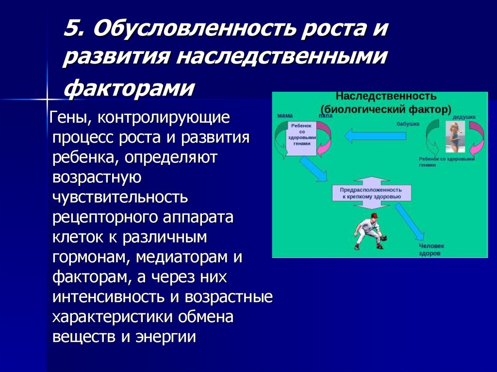 5. Обусловленность роста и развития наследственными факторами
