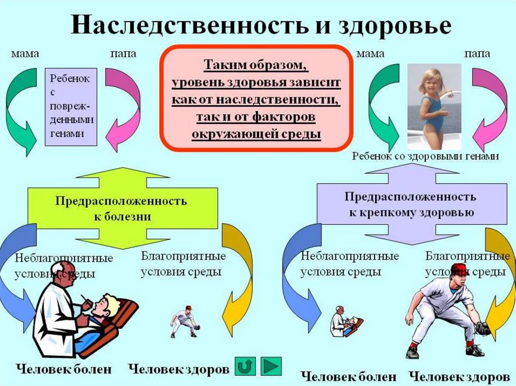 4. Биологическая надежность функциональных систем и организма в целом