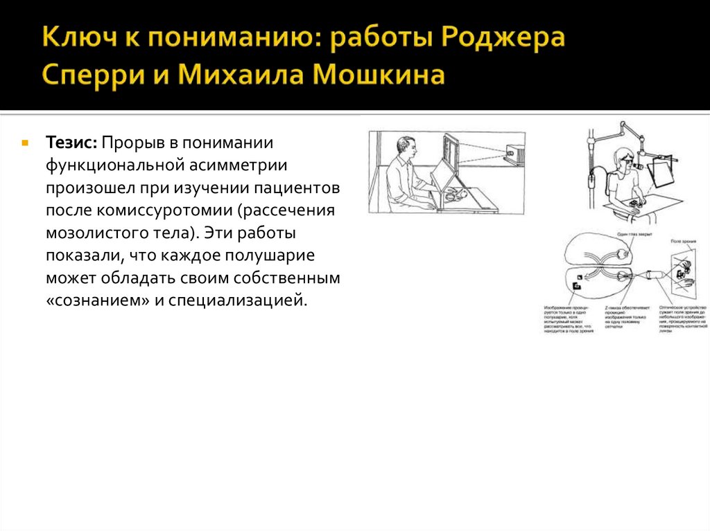 Ключ к пониманию: работы Роджера Сперри и Михаила Мошкина