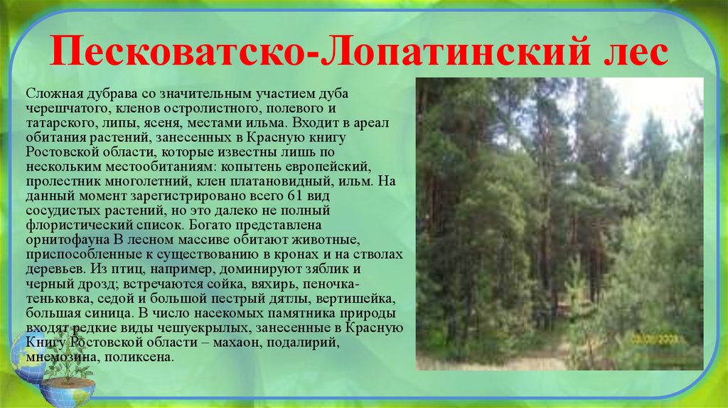 Песковатско-Лопатинский лес 