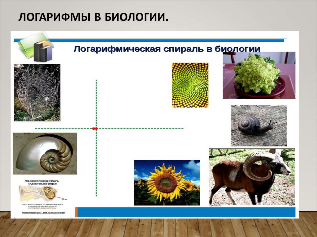 Логарифмы в биологии.