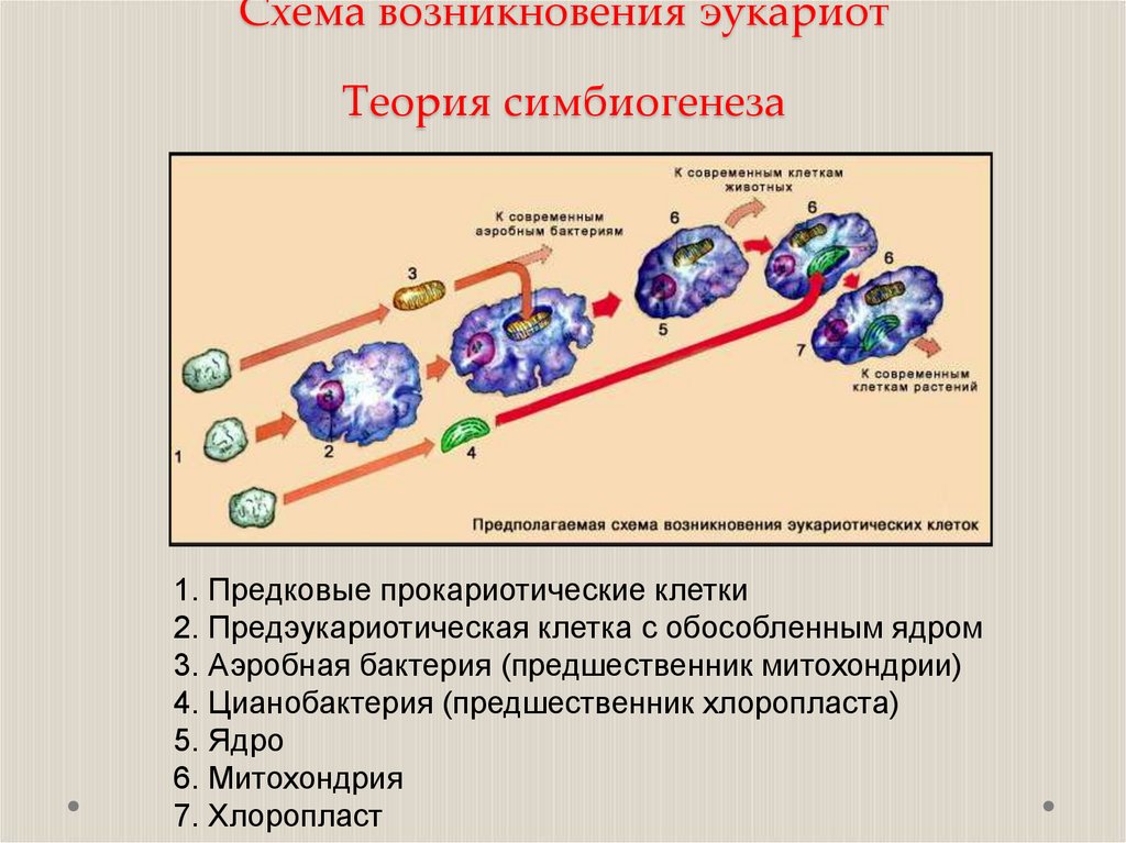 Схема возникновения эукариот Теория симбиогенеза